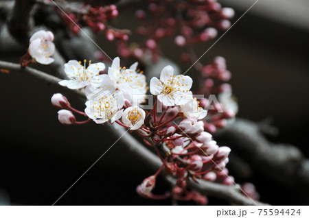 ベニバスモモ ベニバスモモ 75594424