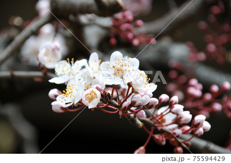 ベニバスモモ 75594429