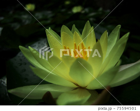 和歌山城のハス 75594501