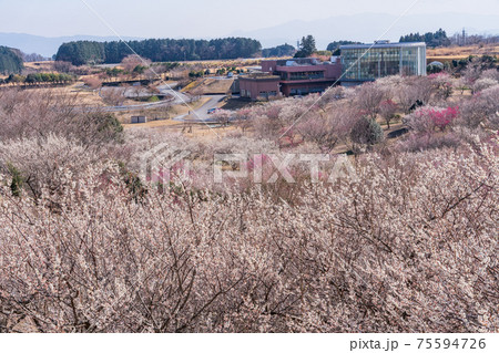 （静岡県）裾野市梅の里　紅白梅が満開 75594726