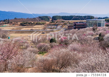 (静岡県)裾野市梅の里 紅白梅が満開 (静岡県)裾野市梅の里 紅白梅が満開 75594728