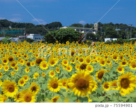 ひまわり畑　早野 75594901