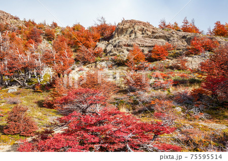 Golden forest in Patagonia 75595514