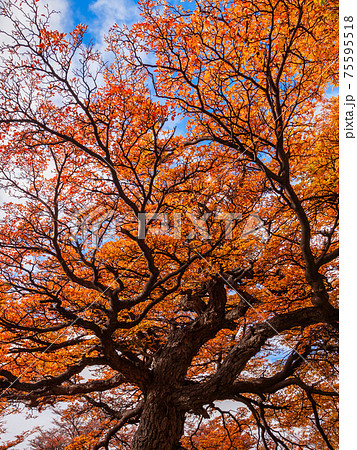 Golden forest in Patagonia 75595518
