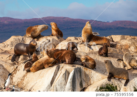 Seal Island near Ushuaia 75595556