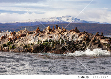 Seal Island near Ushuaia 75595557