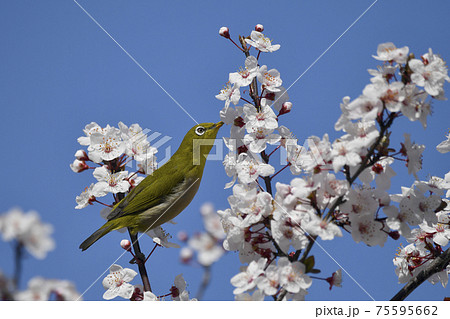 メジロとベニバスモモ 75595662