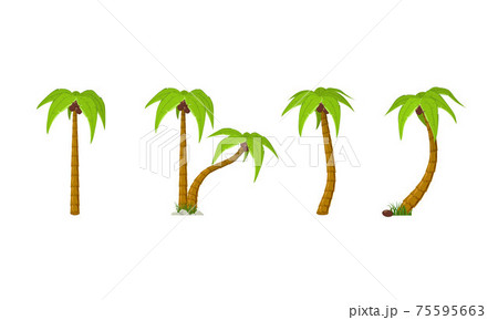 Cartoon Palm Trees 75595663