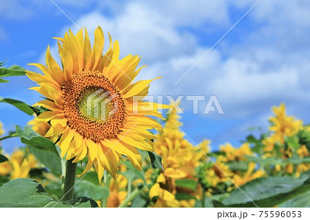 ひまわり ひまわり 75596053