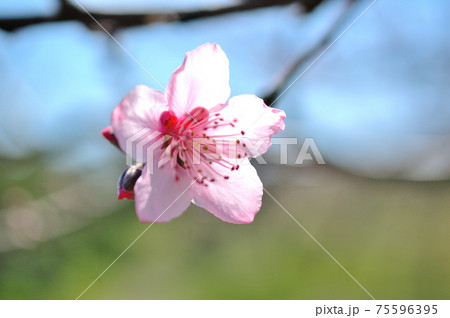 一輪の桃の花 一輪の桃の花 75596395