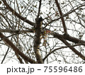 桜、開花。 桜、開花。 75596486