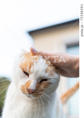 猫に癒されて 茶白猫 猫に癒されて 茶白猫 75596561