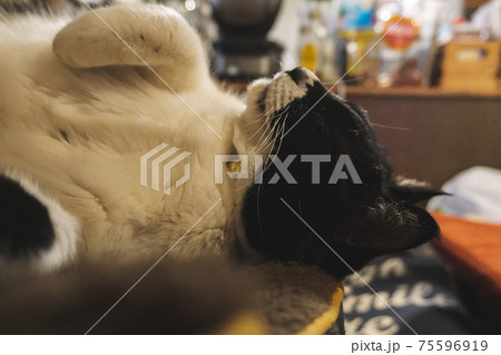 猫の昼寝の写真素材