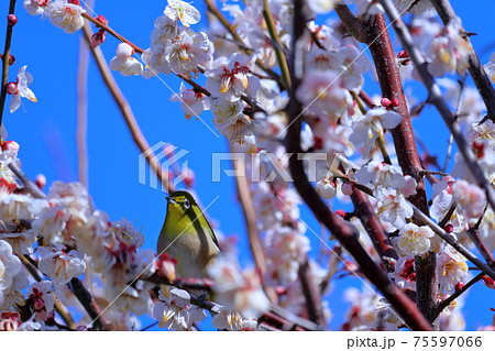 メジロに映り込む白梅の枝 早春 (高知城 梅の段) メジロに映り込む白梅の枝 早春 (高知城 梅の段) 75597066