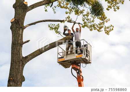 Two male service workers cutting down big tree branches with chainsaw from high chair lift platform. 75598860