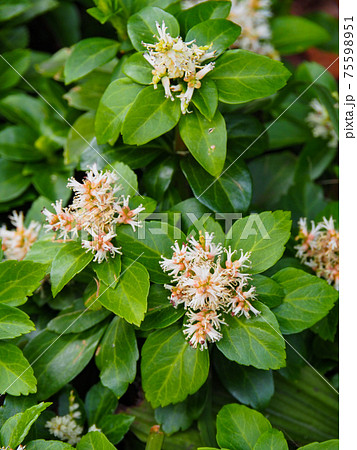 ビル群の花壇に咲くフッキソウの写真素材