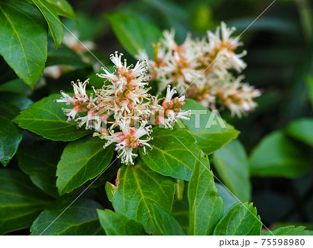 ビル群の花壇に咲くフッキソウの写真素材