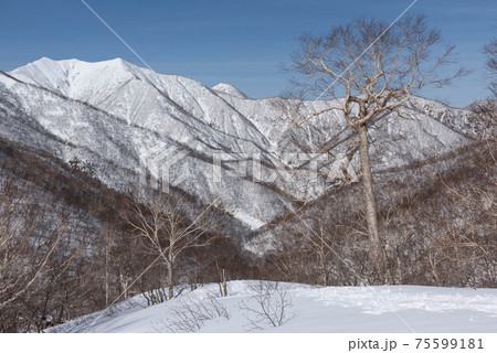 ダケカンバ大木と冬の日高山脈　トヨニ岳 75599181