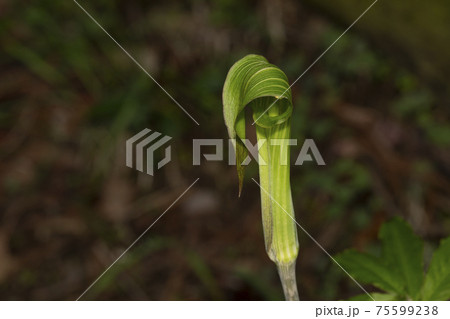 アオマムシグサ 75599238