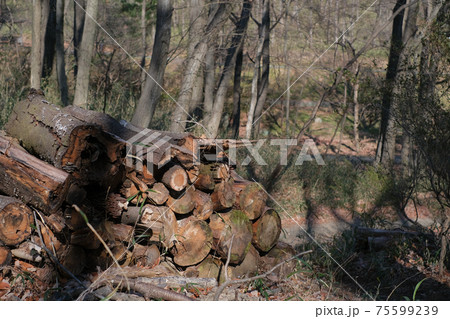 山積みの丸太 山積みの丸太 75599239