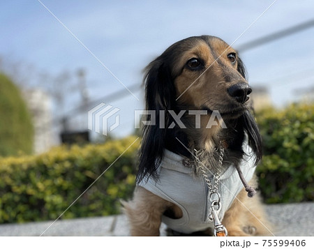 公園で座る犬の写真素材