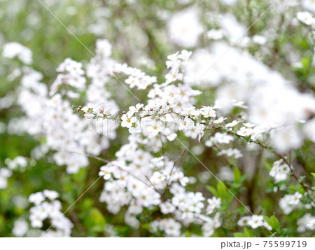 白い花4 白い花4 75599719