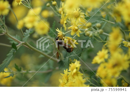 アワコガネギクの蜜を吸うスズバチ アワコガネギクの蜜を吸うスズバチ 75599941