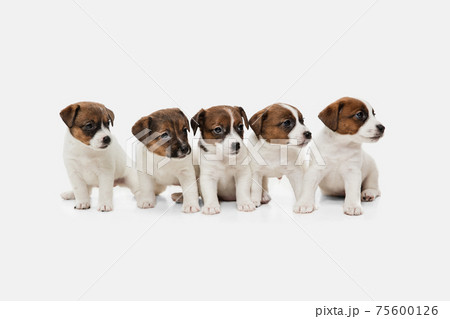 Five cute little puppies of Jack Russell terrier isolated on white background. Five cute little puppies of Jack Russell terrier isolated on white background. 75600126
