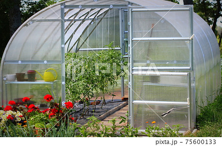 Greenhouse in back garden with open door Greenhouse in back garden with open door 75600133