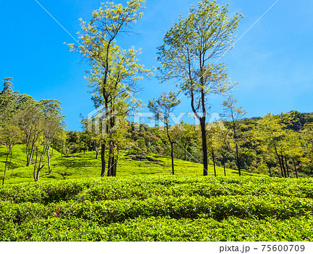 Nuwara Eliya tea plantation 75600709