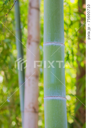 竹　竹藪 75600710