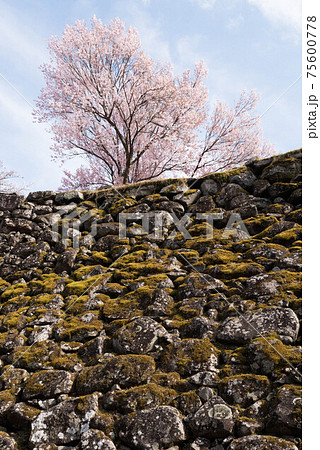 長野県小諸城址懐古園の桜 長野県小諸城址懐古園の桜 75600778