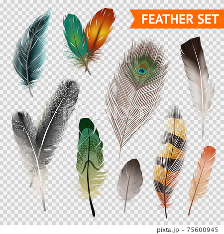 Feathers Realistic Set Feathers Realistic Set 75600945