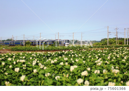 青空の下　花咲くジャガイモ畑と電車　友部内原間 75601366
