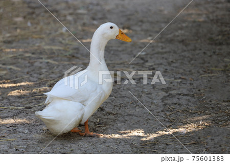 White duck is stay in garden White duck is stay in garden 75601383