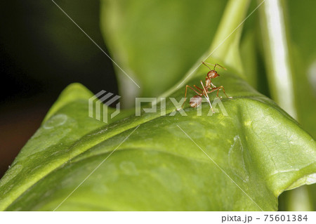 close up red ant on fresh leaf in nature 75601384