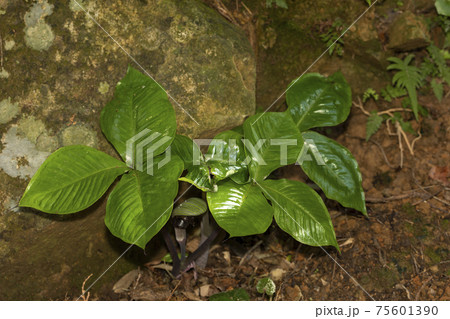 ムサシアブミ ムサシアブミ 75601390