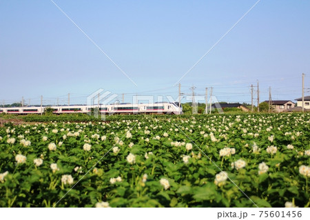 青空の下 花咲くジャガイモ畑と特急 友部内原間 青空の下 花咲くジャガイモ畑と特急 友部内原間 75601456