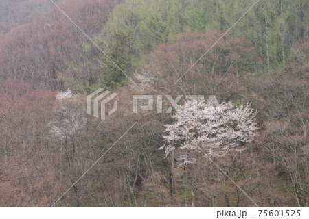 信州木祖村の山桜 信州木祖村の山桜 75601525