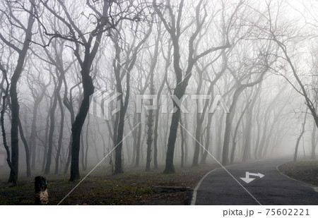 Foggy morning in forest. 75602221