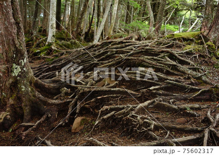 原生林のような森林の地面を這う木の根の写真素材