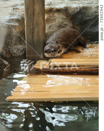 カワウソ カワウソ 75602942