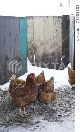 Chickens in winter. Hens - layers in the winter in the yard. Chickens in winter. Hens - layers in the winter in the yard. 75603102