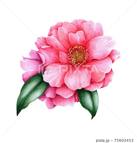 Pink camellia flower element. Lush spring blossom and green leaves. Bright camellia watercolor flower. Hand drawn botanical illustration. Floral element isolated on a white background Pink camellia flower element. Lush spring blossom and green leaves. Bright camellia watercolor flower. Hand drawn botanical illustration. Floral element isolated on a white background 75603453