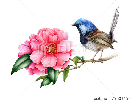 Fairy-wren bird and pink camellia flower. Garden australia bird watercolor illustration. Wren bird with tender camellia spring flowers and green leaves. Realistic floral spring image 75603455