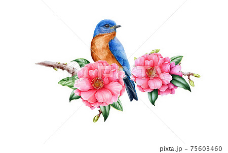 Bluebird and pink camellia flower. Garden bird watercolor illustration. Eastern sialia bird with tender camellia spring flowers and green leaves. Realistic floral spring image on the white background Bluebird and pink camellia flower. Garden bird watercolor illustration. Eastern sialia bird with tender camellia spring flowers and green leaves. Realistic floral spring image on the white background 75603460