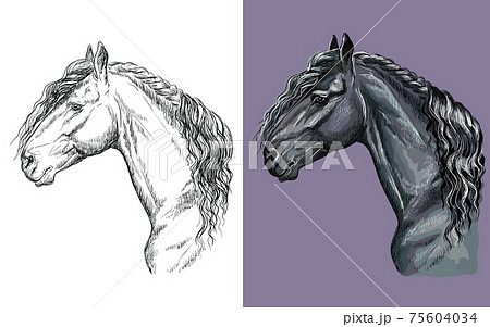 Vector illustration portrait of black Friesian horse 75604034