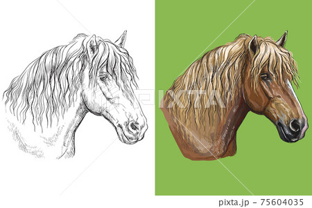 Vector illustration portrait of draft horse 75604035