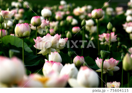 田園でみたハスの花 75604115