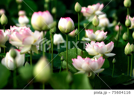 田園でみたハスの花 75604116